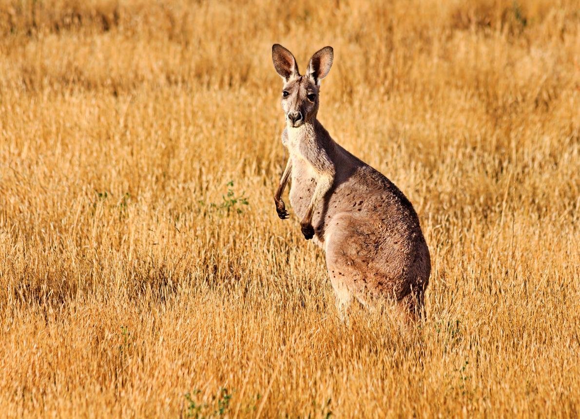 A kangaroo standing in golden Australian grassland
