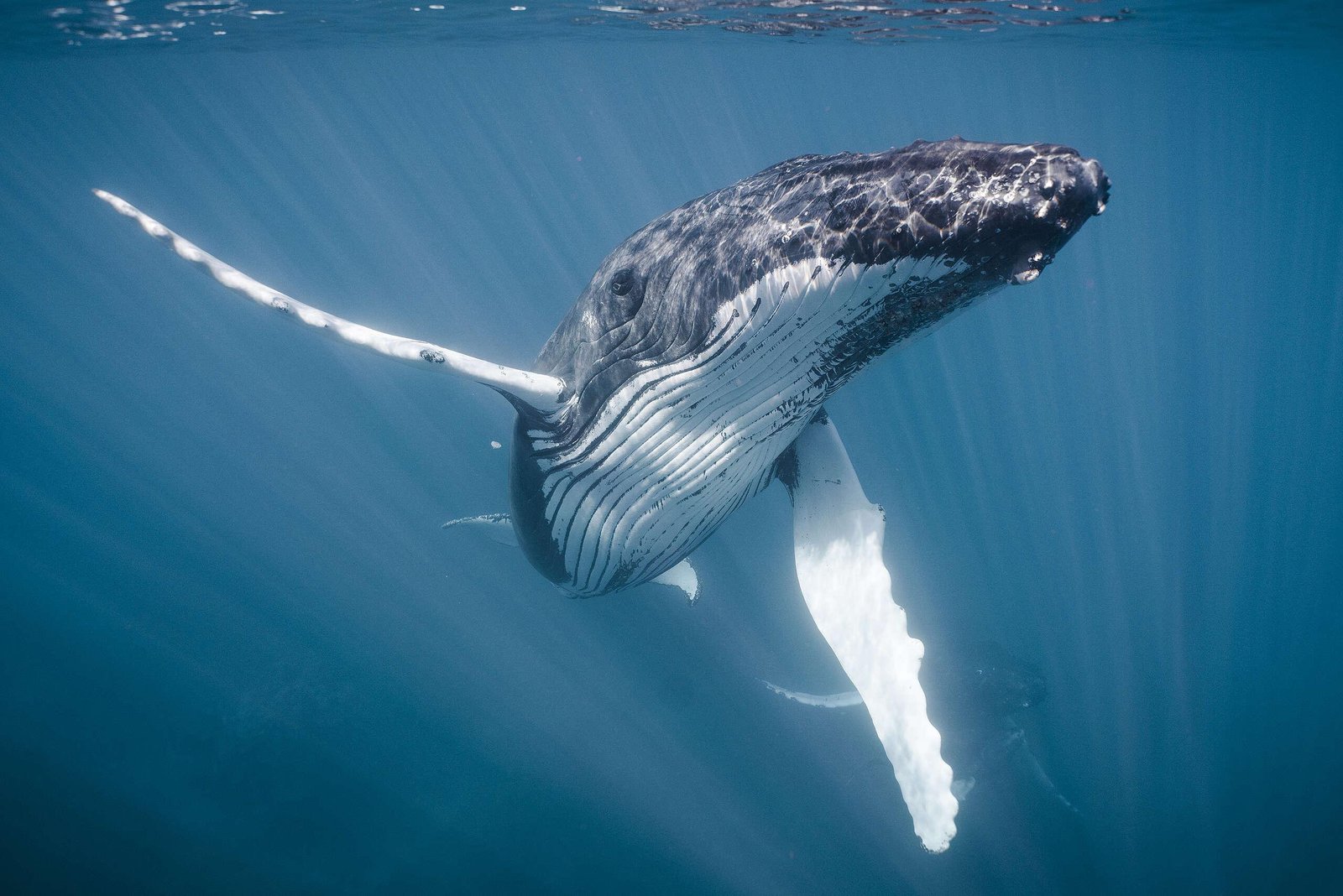 A humpback whale gliding underwater